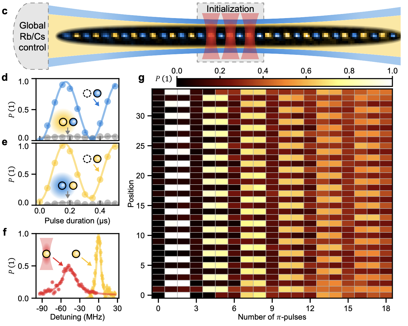 Quantum Cellular Automata on Dual-Species array